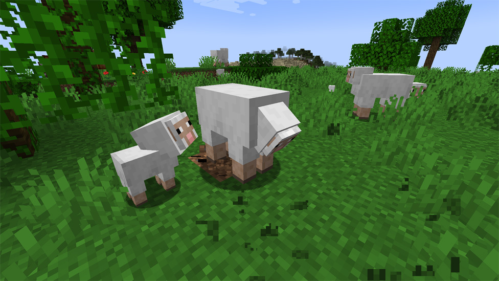 Sheep